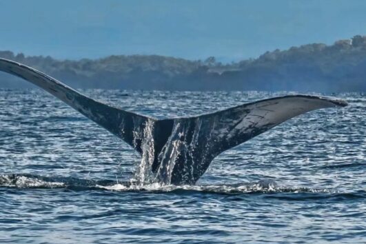 Tour de Ballenas Jorobadas en Pedasí | 1 Experiencia Increíble