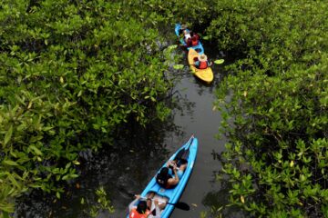 Tour de Kayaks en los manglares de Chiriquí, Panamá