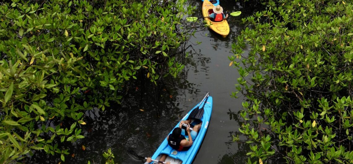 Tour de Kayaks en los manglares de Chiriquí, Panamá
