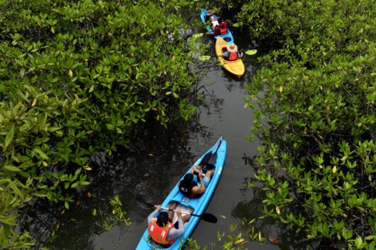 Tour de Kayaks en los manglares de Chiriquí, Panamá