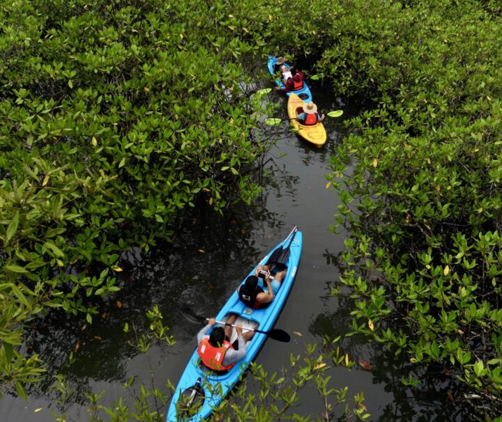 Tour de Kayaks en los manglares de Chiriquí, Panamá