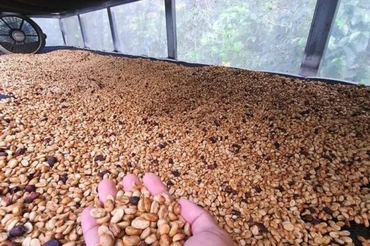 Tour de Café en Boquete con degustación / increíble