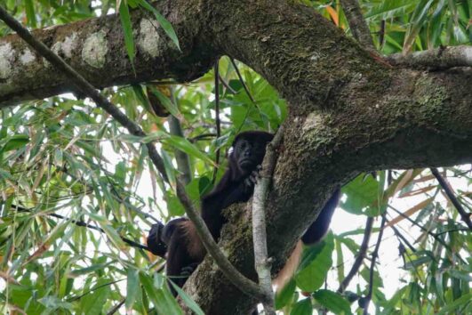Wildlife Tour Pedasí | Inolvidable